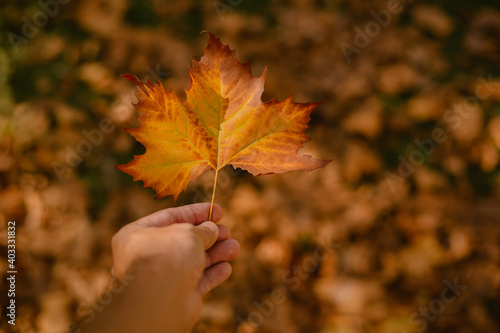 A human hand holding a dry maple leaf  with several dry leaves in the background