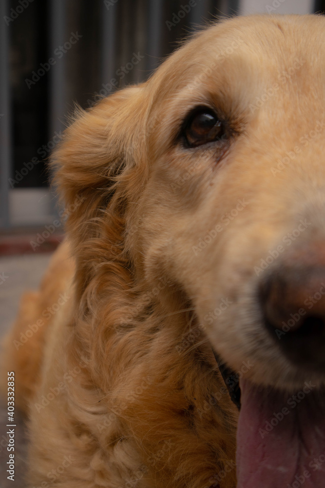 Retrato de alegre perro golden retriever 