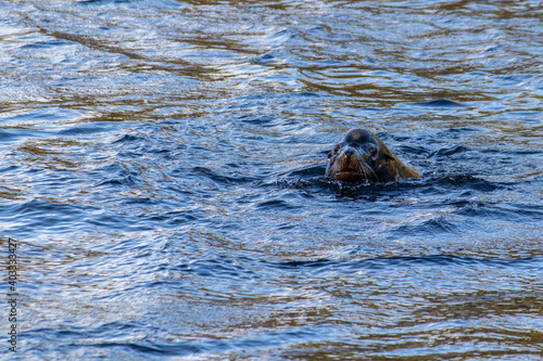 Sea lion in the Nanaimo River, British Columbia, Canada