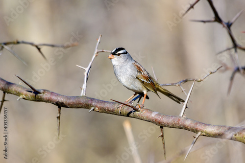white-crowned Sparrow - Zonotrichia leucophrys