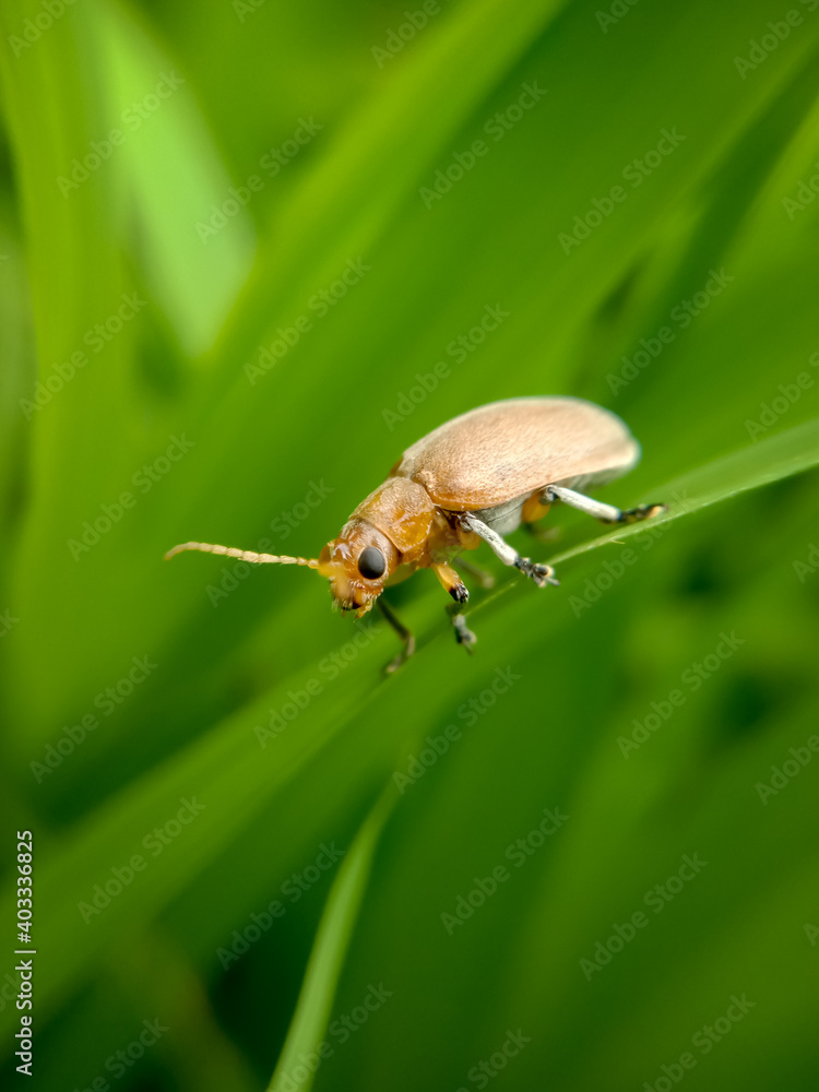 Fototapeta premium closeup picture of raspberry fruitworm beetle or byturus unicolor on a rice leaf