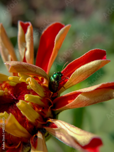 picture of green doc beetle   gastrophysa viridula   on profusion red zinnia