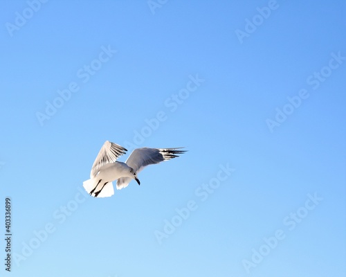 A Seagull Flying Against a Blue Sky Above Laguna Beach in Panama City Beach, Florida © Charles