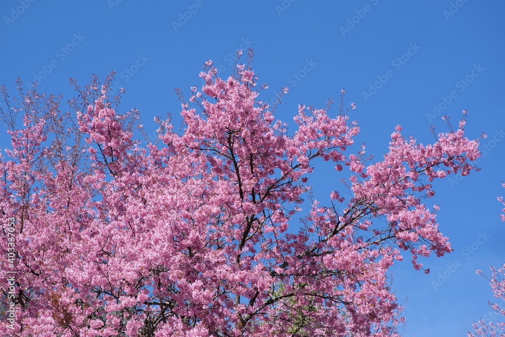 Beautiful cherry blossom over blue sky, closed up of cherry blossom
Beautiful cherry blossom over blue sky, closed up of cherry blossom