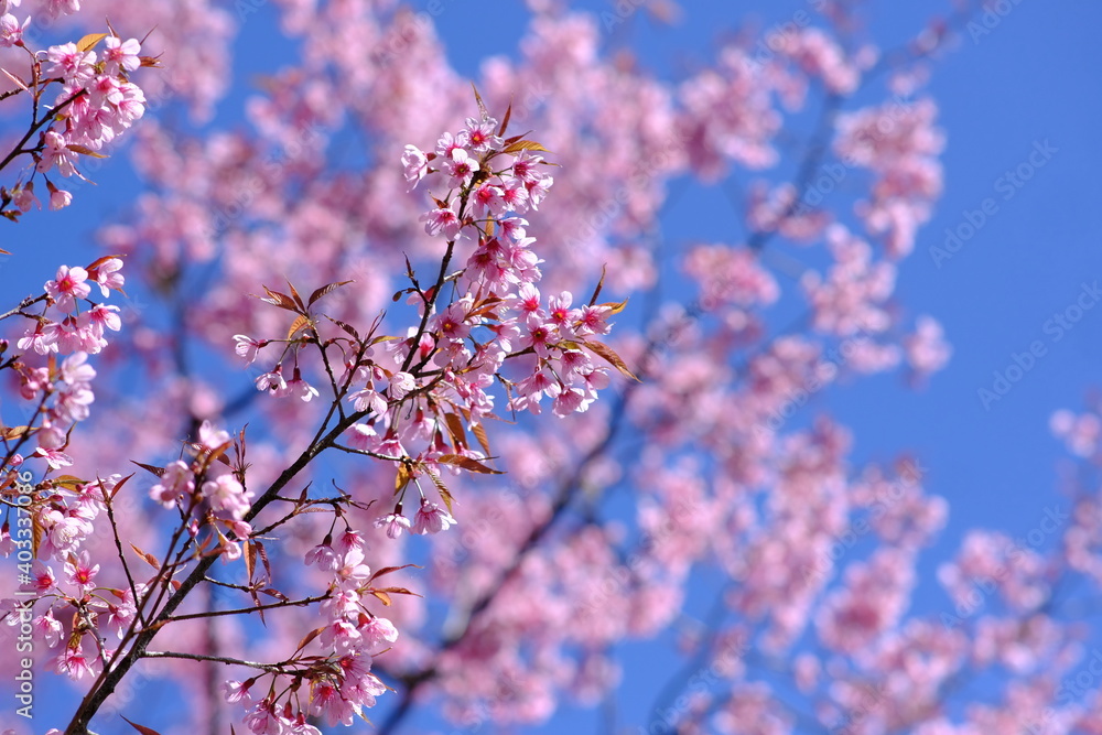 Beautiful cherry blossom over blue sky, closed up of cherry blossom
Beautiful cherry blossom over blue sky, closed up of cherry blossom