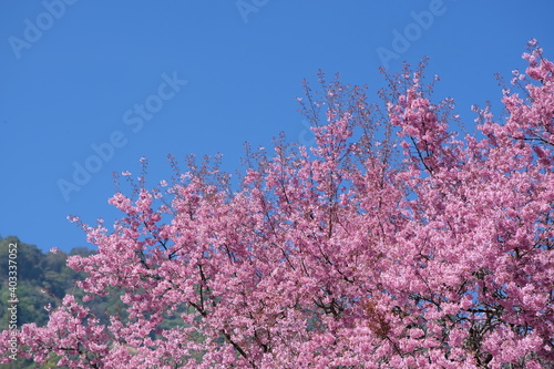 Beautiful cherry blossom over blue sky  closed up of cherry blossom 