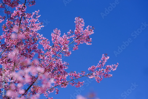 Beautiful cherry blossom over blue sky, closed up of cherry blossom
