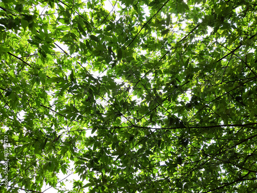 green leaves background  taken below the tree