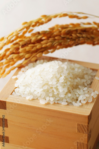 稲と升に入ったお米　Rice plant and rice in a box (Masu)