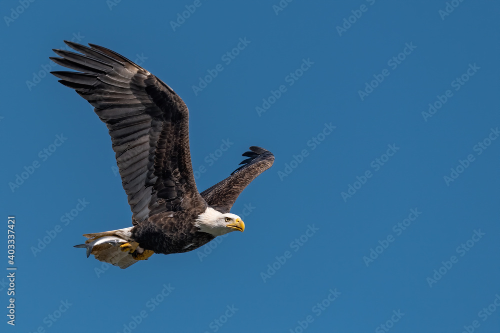 Bald Eagle with a Fish in its Talons over the Susquehanna River Bald Eagle with a Fish in its Talons over the Susquehanna River