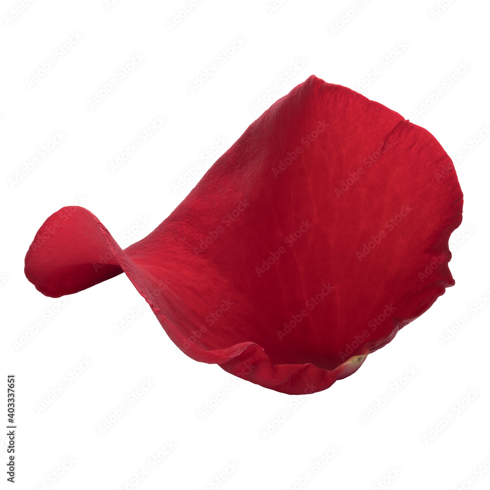 One red rose petal on white background isolated. Close-up, macro shot. Can be used for design of valentines and wedding cards. High quality photo One red rose petal on white background isolated. Close-up, macro shot. Can be used for design of valentines and wedding cards. High quality photo