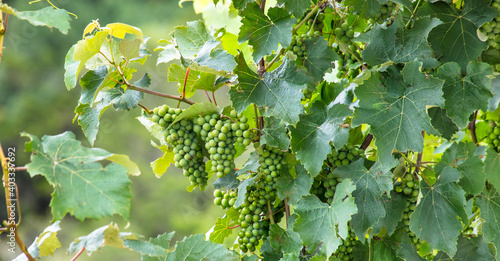 Schilderij op canvas Cachos de uvas verdes no parreiral