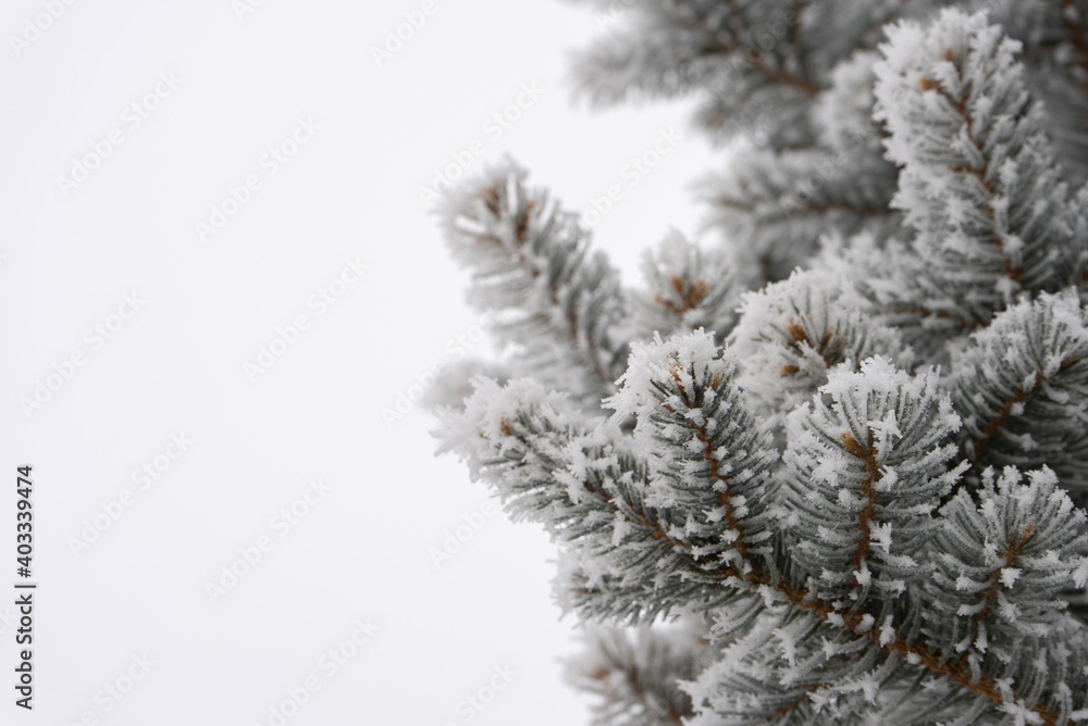 Winter Frost Covered Pine Tree Branches