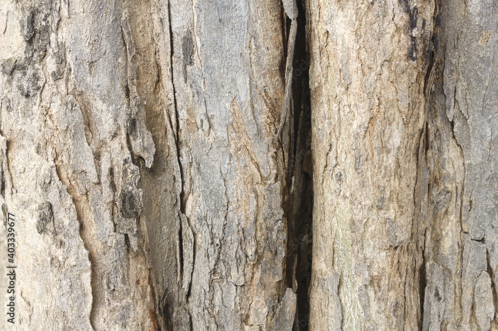 High-resolution photos of tree trunks are suitable as textures High-resolution photos of tree trunks are suitable as textures