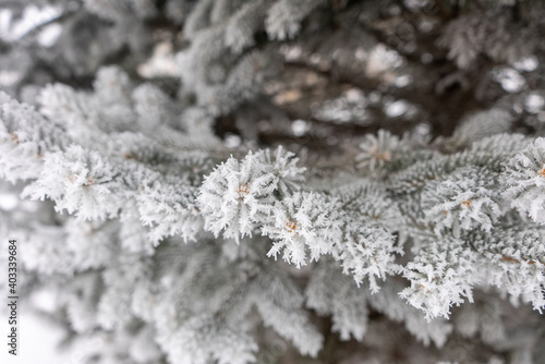 Winter Frost Covered Pine Tree Branches