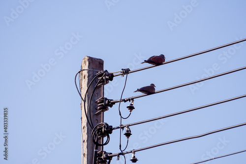 Two birds were perched on a power line.