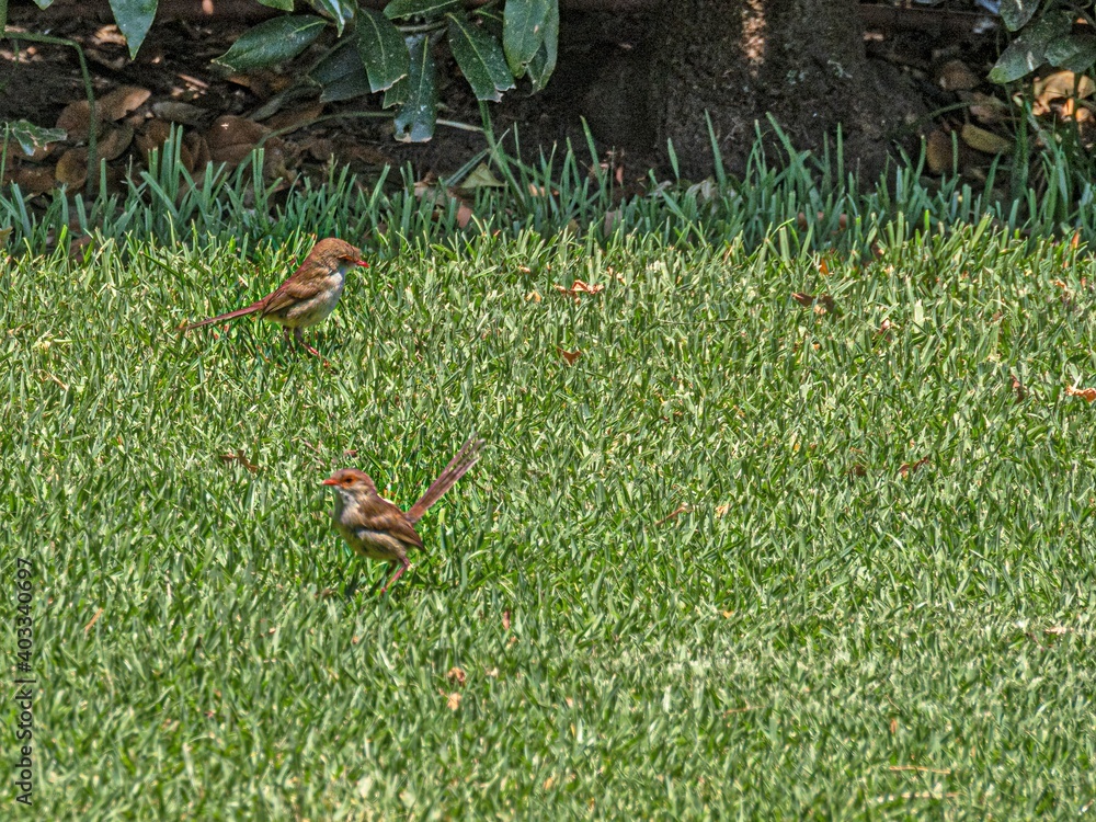 Pair Superb Fairy Wrens Pair Superb Fairy Wrens