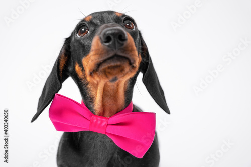 Portrait of cute obedient dachshund puppy with pink festive bow tie around neck looking up in anticipation, front view, white background, copy space © Masarik