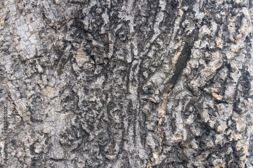High-resolution photos of tree trunks are suitable as textures High-resolution photos of tree trunks are suitable as textures