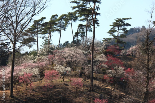 梅の郷(東京都青梅市・吉野公園　2013年）　　　吉野公園は日本有数の梅園であったがプラムポックスウイルスの感染拡大により全ての梅の木が伐採された。写真は2013年のもので、既に一部伐採されているが、まだ梅の花が鮮やかに山を彩っている。 photo