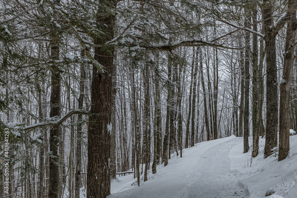 Fototapeta premium Walkway through the forest landscape