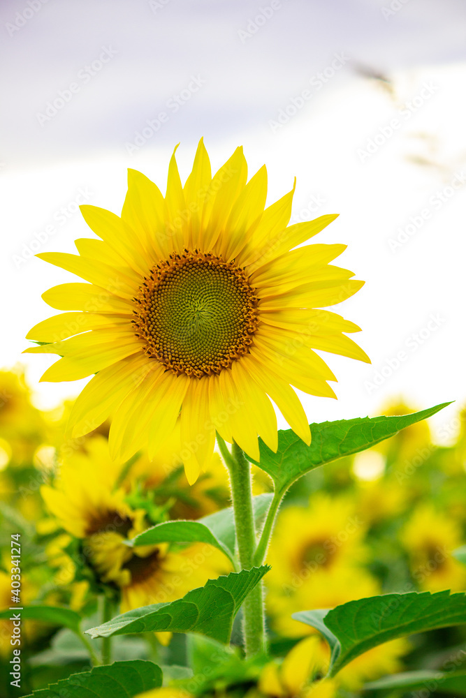 Fototapeta premium sunflower on a blue sky