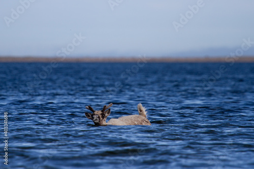 Young barren-ground caribou swimming through water