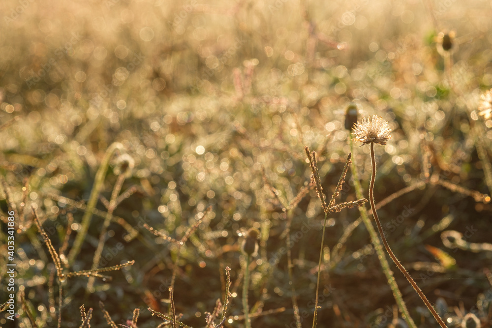 Grass flowers and sunshine in the morning of the new day. Grass flowers and sunshine in the morning of the new day.