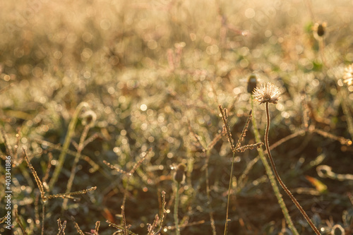 Grass flowers and sunshine in the morning of the new day.