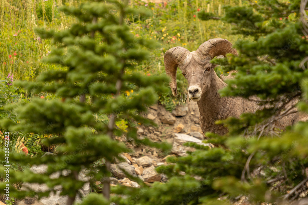 goat on the meadow goat on the meadow