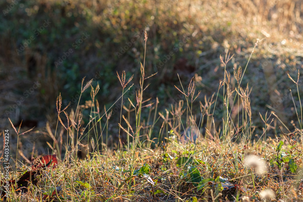 Grass flowers and sunshine in the morning of the new day. Grass flowers and sunshine in the morning of the new day.
