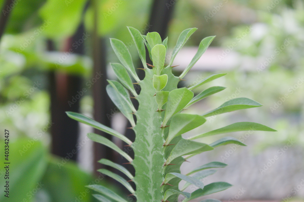 a cactus-like plant with neatly lined leaves from top to bottom a cactus-like plant with neatly lined leaves from top to bottom