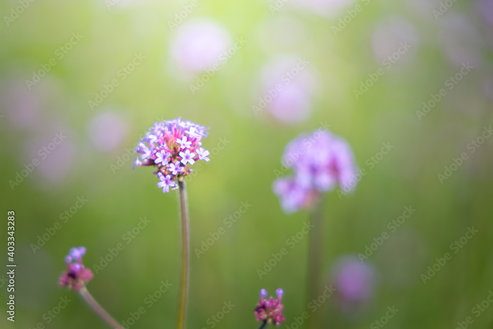 The background image of the colorful flowers The background image of the colorful flowers