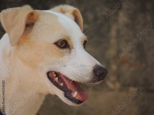 portrait of a dog