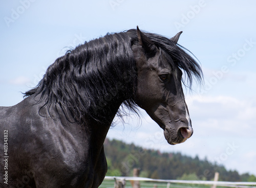 Portrait of a noble and wild black stallion