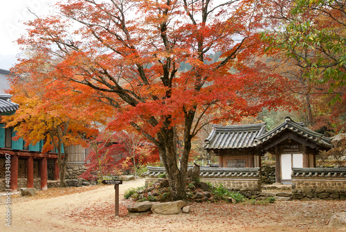 Autumn colors at Seonamsa Buddhist temple, Suncheon, South Korea