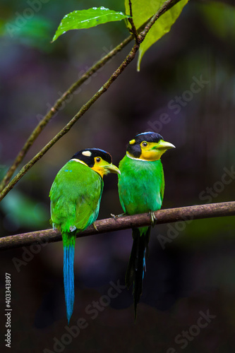 Two Long-tailed Broadbill on branch in nature