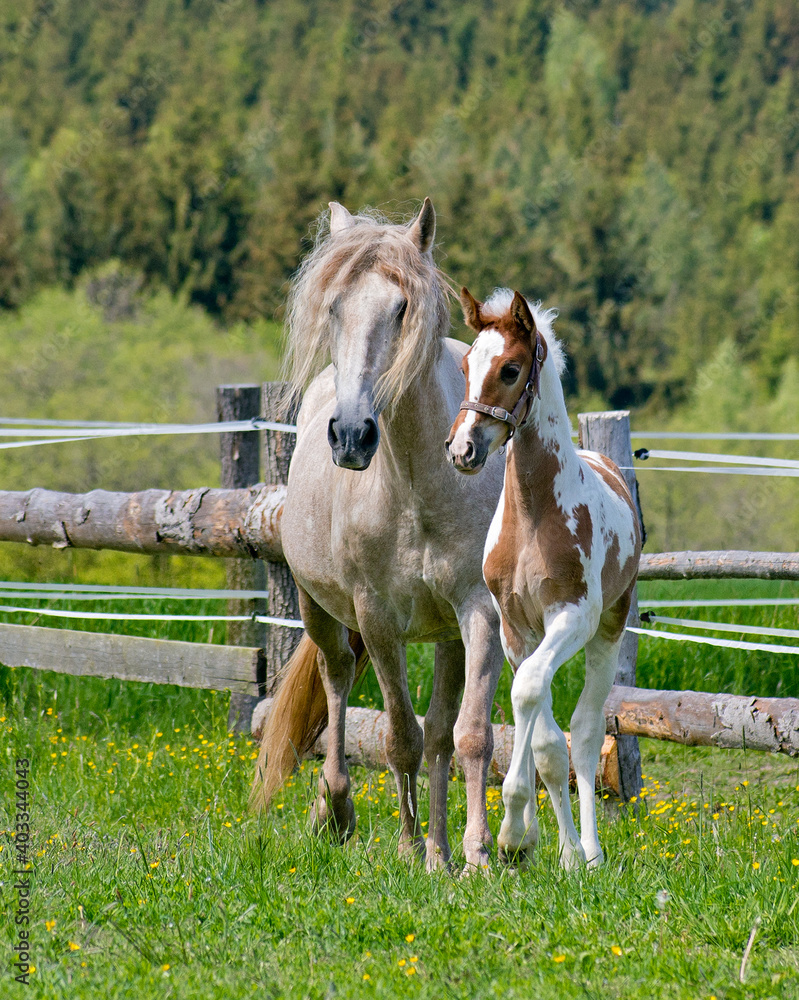 Fototapeta premium A mare with a foal runs in a paddock in a meadow