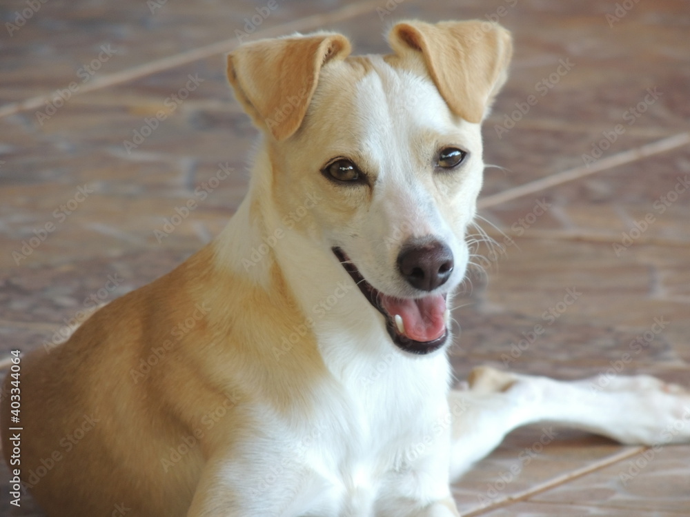 portrait of a dog