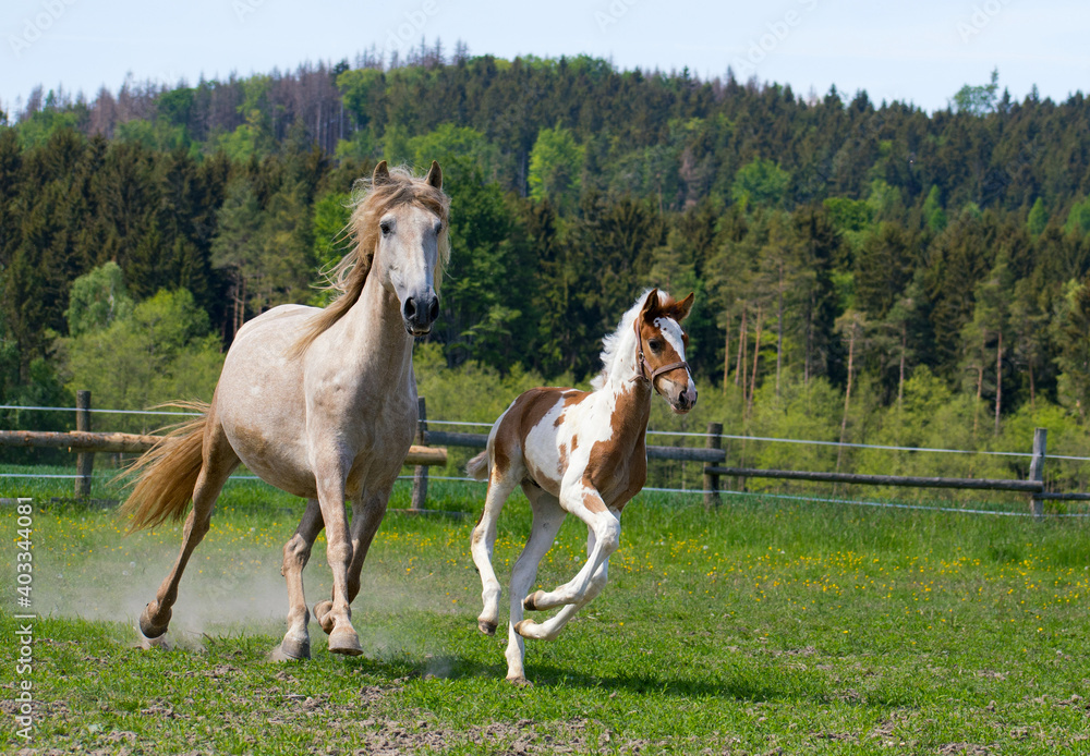 A mare with a foal runs in a paddock in a meadow A mare with a foal runs in a paddock in a meadow