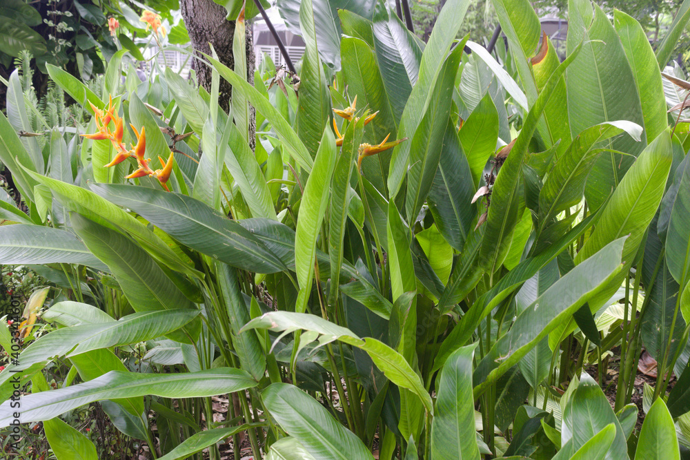 a shrub with leaves towering over a garden a shrub with leaves towering over a garden