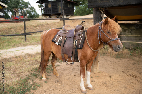 Beautiful Pony Stand in a Wild West Farm