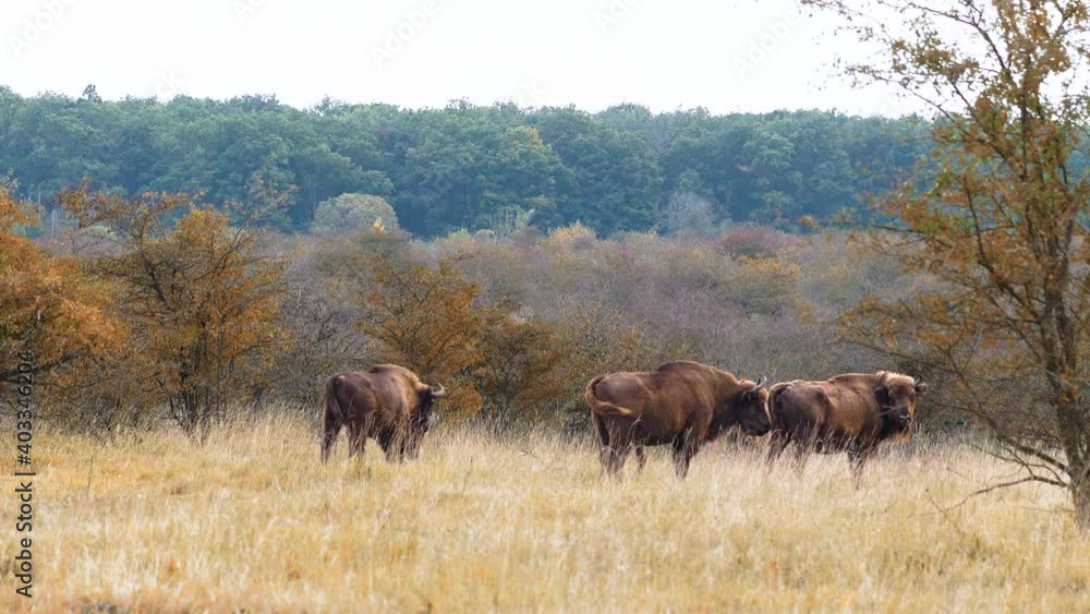 European bison group stopping to rest in a dry bushy prairie,Czechia. European bison group stopping to rest in a dry bushy prairie,Czechia.