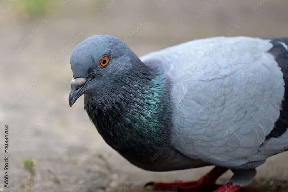Close-up Rock Pigeon Looking at The Grains on The Ground Close-up Rock Pigeon Looking at The Grains on The Ground