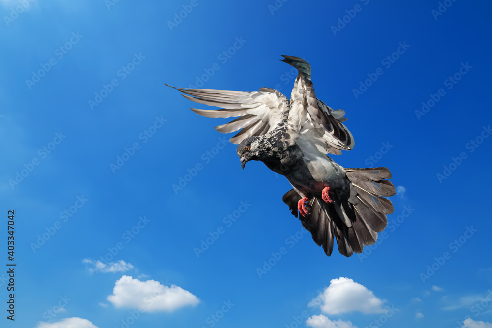 Action Scene of Rock Pigeon Flying in The Air Isolated on Blue Sky Action Scene of Rock Pigeon Flying in The Air Isolated on Blue Sky