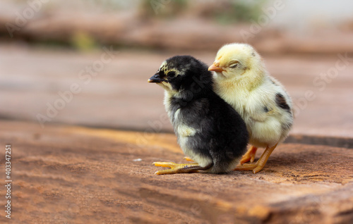 Yellow and black chicks on the wooden table. © niwat