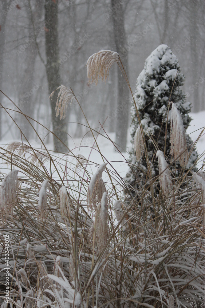Obraz premium Chinese silver grass and an evergreen near the forest edge