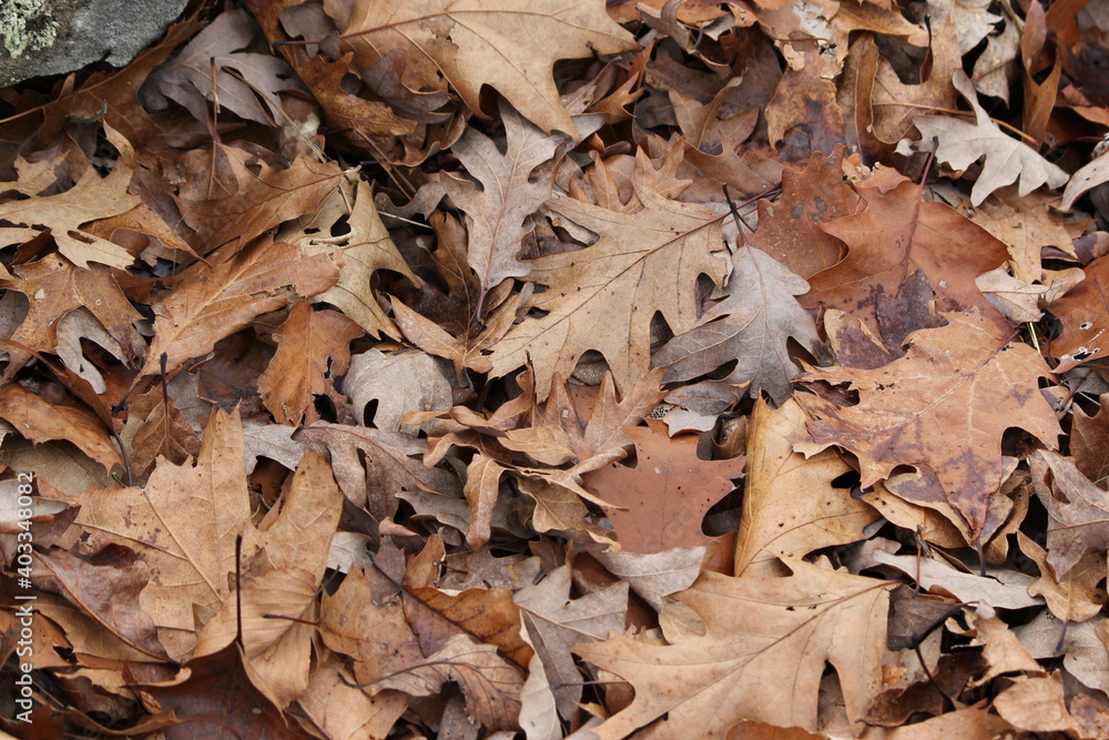 Various fallen autumn leaves