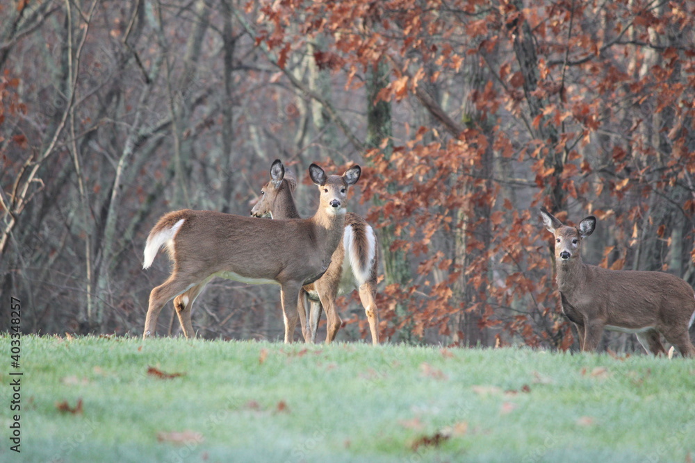 Three whitetail does in late autumn Three whitetail does in late autumn