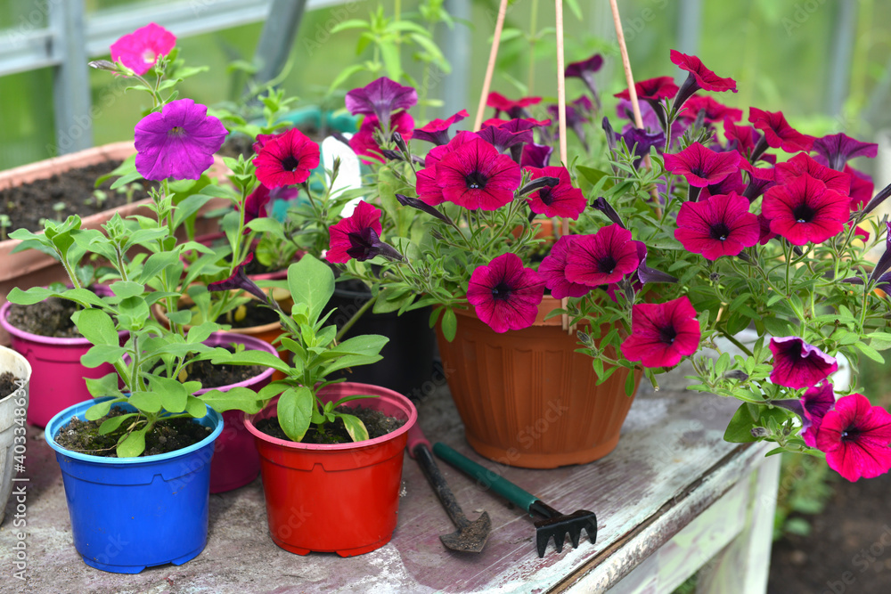 Beautiful lilac petunia flowers in pot with tools on the table in greenhouse.